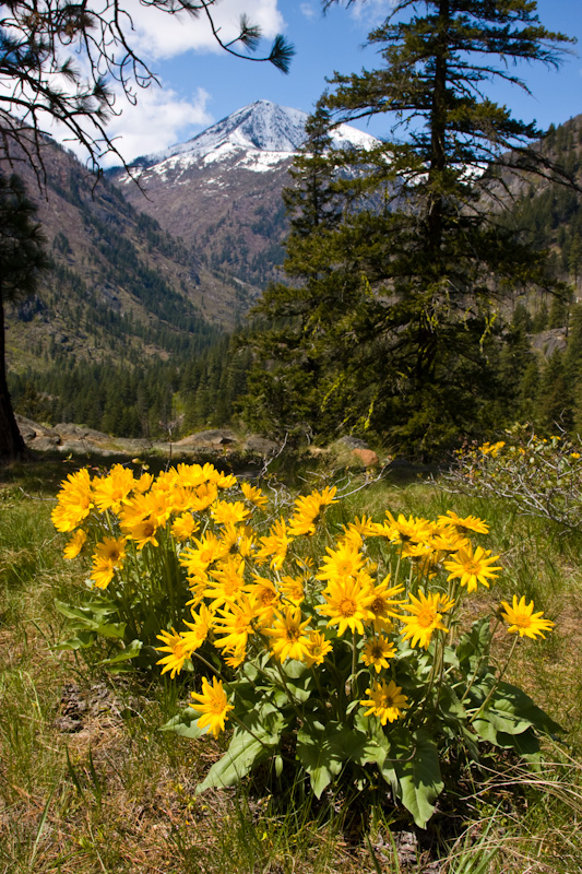 Arrow Leaf Basalm-Root And Mount Cashmere